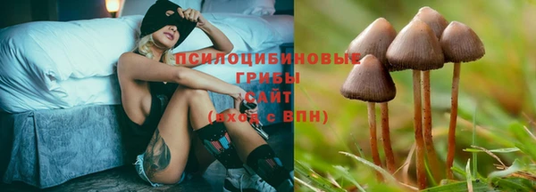 стаф Баксан